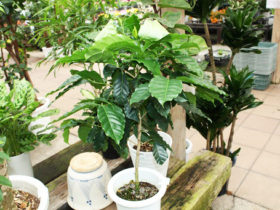観葉植物６月の紹介