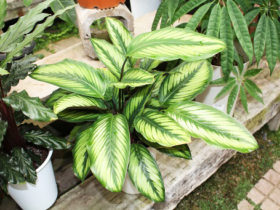 観葉植物６月の紹介