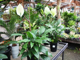 観葉植物６月の紹介