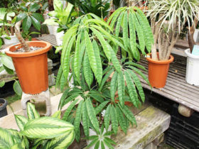 観葉植物６月の紹介