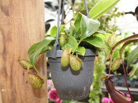 観葉植物６月の紹介