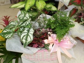 観葉植物６月の紹介
