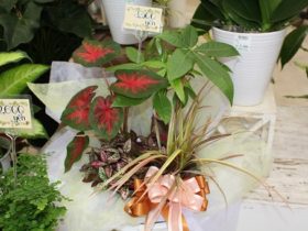 観葉植物６月の紹介