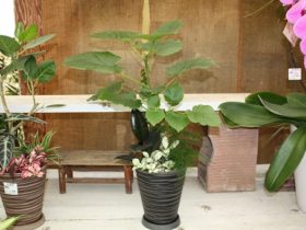 観葉植物６月の紹介