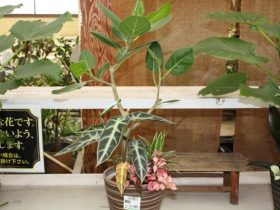 観葉植物６月の紹介