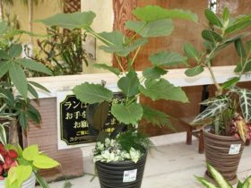 観葉植物６月の紹介