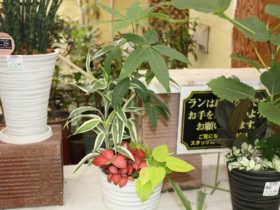 観葉植物６月の紹介