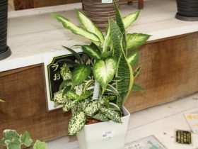 観葉植物６月の紹介