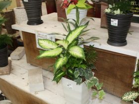 観葉植物６月の紹介