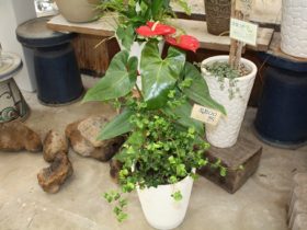 観葉植物６月の紹介