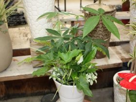 観葉植物６月の紹介