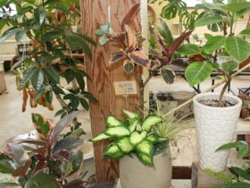 観葉植物６月の紹介