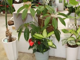 観葉植物６月の紹介