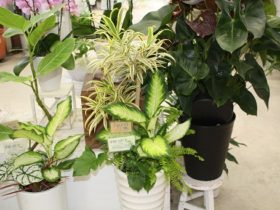 観葉植物６月の紹介