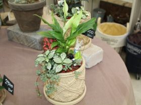 観葉植物６月の紹介