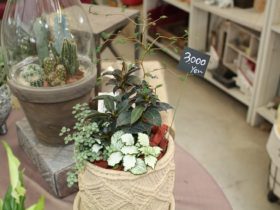 観葉植物６月の紹介