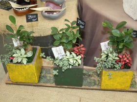 観葉植物６月の紹介