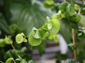 観葉植物６月の紹介