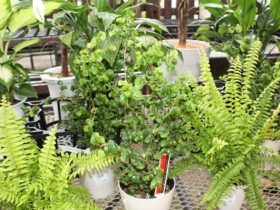 観葉植物６月の紹介