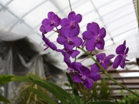 観葉植物６月の紹介