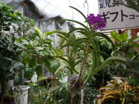 観葉植物６月の紹介