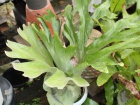 観葉植物６月の紹介