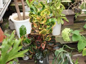 観葉植物６月の紹介