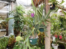 観葉植物６月の紹介