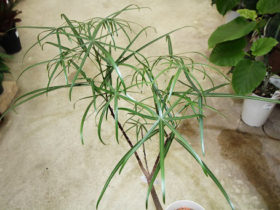 観葉植物５月の紹介