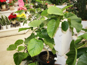観葉植物５月の紹介