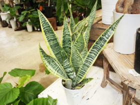 観葉植物５月の紹介