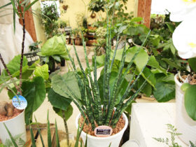 観葉植物５月の紹介
