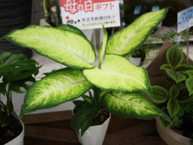 観葉植物５月の紹介