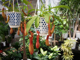 観葉植物５月の紹介