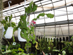 観葉植物５月の紹介
