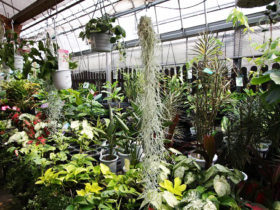観葉植物５月の紹介