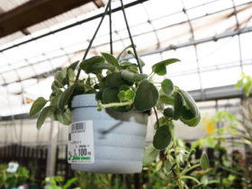 観葉植物５月の紹介
