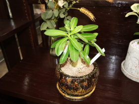 観葉植物９月の紹介