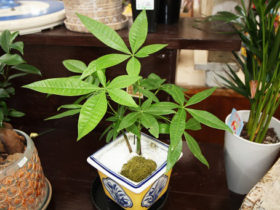 観葉植物９月の紹介