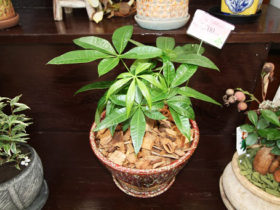 観葉植物９月の紹介