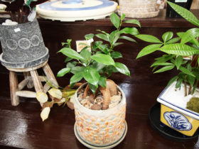 観葉植物９月の紹介