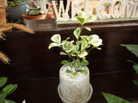 観葉植物９月の紹介