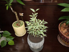 観葉植物９月の紹介