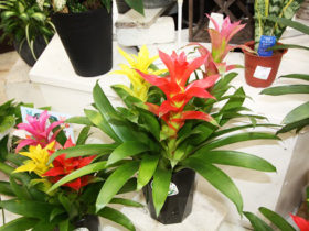 観葉植物９月の紹介