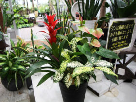 観葉植物９月の紹介