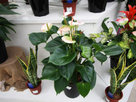 観葉植物９月の紹介