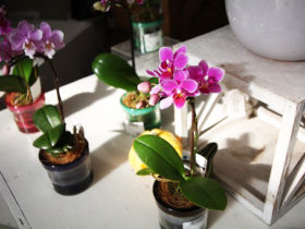 観葉植物１０月の紹介
