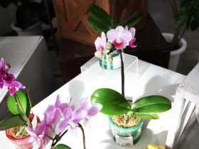 観葉植物１０月の紹介