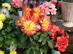 ４月入荷中の花苗の紹介