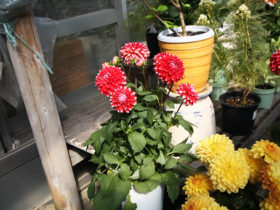 ４月入荷中の花苗の紹介